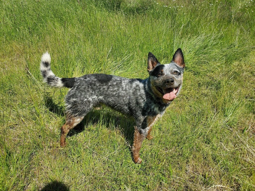 Two dogs playing together on grass outdoors