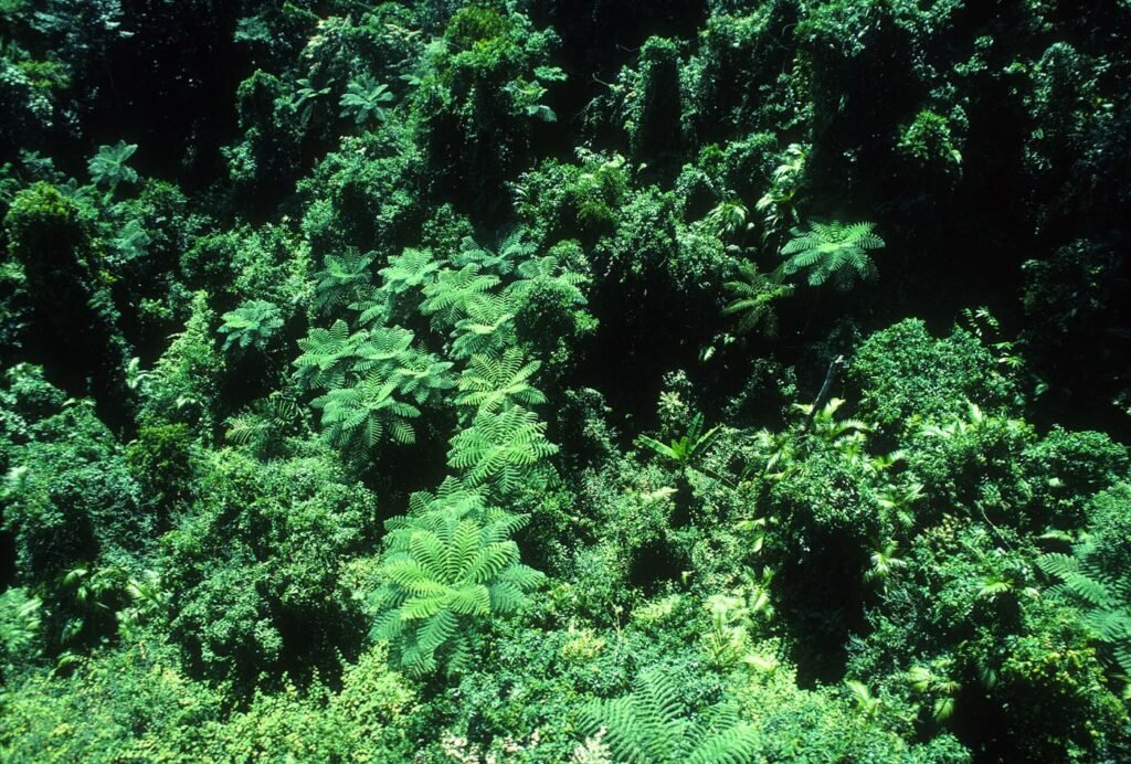 aerial view over dense rainforest canopy