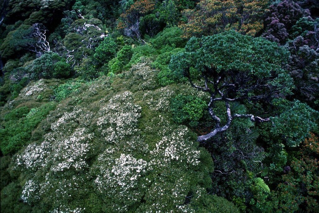 aerial view over layered rainforest canopy stretching to the horizon
